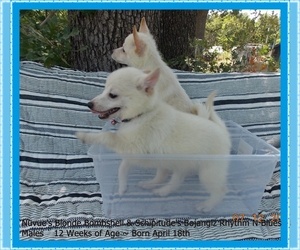 Schipperke Puppy for sale in OKLAHOMA CITY, OK, USA