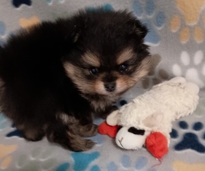 Pomeranian Puppy for sale in CASNOVIA, MI, USA