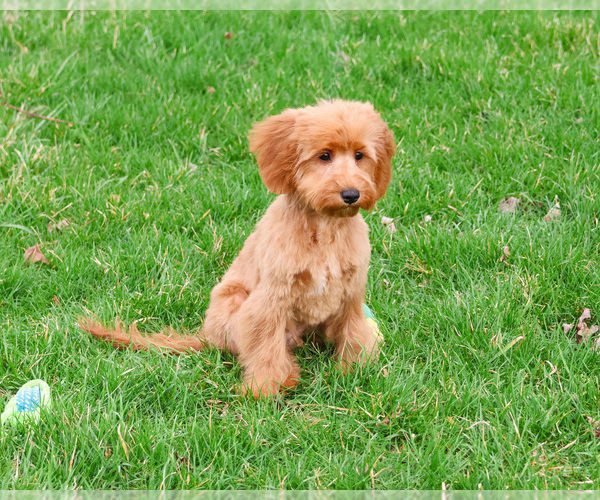 Medium Photo #8 Cavapoo (Miniature) Puppy For Sale in SYRACUSE, IN, USA