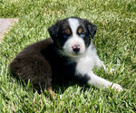 Small Photo #27 Australian Shepherd Puppy For Sale in PASO ROBLES, CA, USA