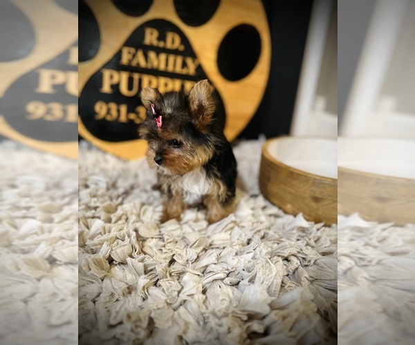 Medium Photo #4 Yorkshire Terrier Puppy For Sale in CROSSVILLE, TN, USA