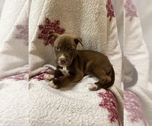 Medium Photo #4 American Pit Bull Terrier-Siberian Husky Mix Puppy For Sale in IRONDEQUOIT, NY, USA