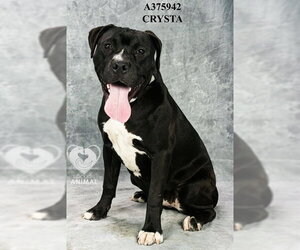 Mutt Dogs for adoption in Stockton, CA, USA