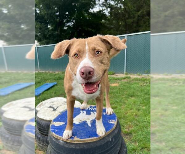 Medium Photo #3 Australian Shepherd-Catahoula Leopard Dog Mix Puppy For Sale in Brewster, NY, USA