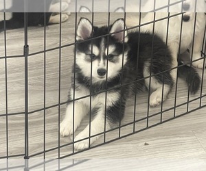 Alaskan Klee Kai Puppy for sale in JAMAICA, NY, USA