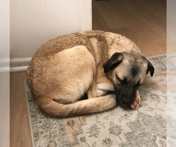 Medium Photo #2 Border Terrier-Pug Mix Puppy For Sale in Ventura, CA, USA