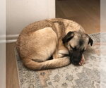 Small #1 Border Terrier-Pug Mix