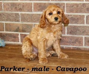 Cavapoo Puppy for sale in CLARKRANGE, TN, USA