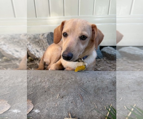 Medium Photo #10 Chiweenie Puppy For Sale in Sandy, UT, USA