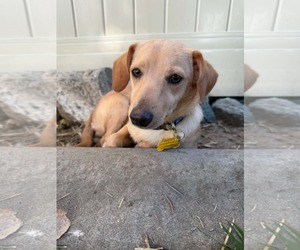 Breadstick - Male Chiweenie Dog for Adoption - Photo #10