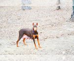 Small Photo #1 Doberman Pinscher Puppy For Sale in EUFAULA, AL, USA