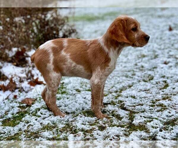 Medium Photo #1 Brittany Puppy For Sale in BERKSHIRE, NY, USA
