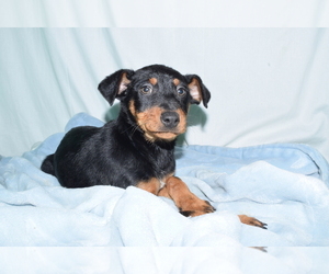 Miniature Pinscher Puppy for sale in PATERSON, NJ, USA