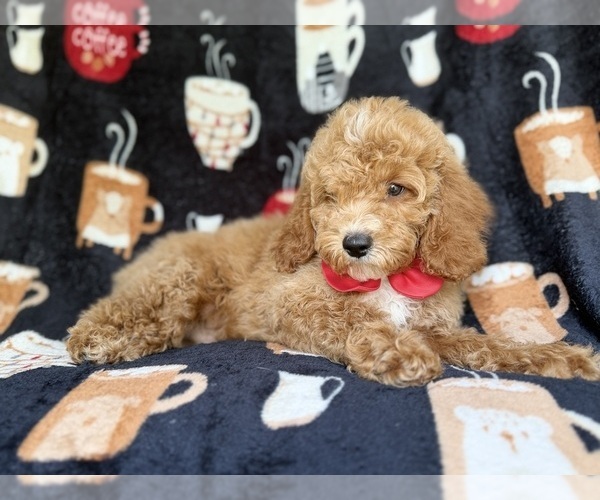 Medium Photo #8 Cock-A-Poo Puppy For Sale in LAKELAND, FL, USA