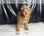 Small #3 Poodle (Miniature)