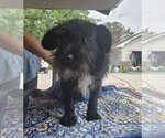 Small Mutt