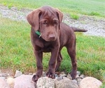 Puppy Einstein Labrador Retriever