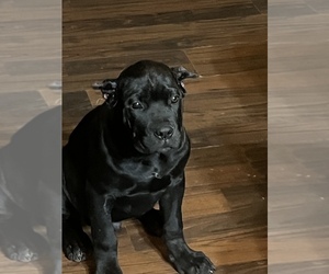 Cane Corso Puppy for sale in DELAWARE, OH, USA