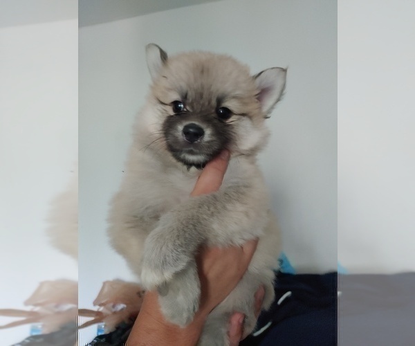 Medium Photo #56 Pomsky Puppy For Sale in LOVELAND, CO, USA