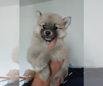 Small Photo #56 Pomsky Puppy For Sale in LOVELAND, CO, USA
