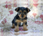 Small Photo #3 Yorkshire Terrier Puppy For Sale in NAPPANEE, IN, USA