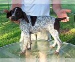 Small Photo #5 German Shorthaired Pointer Puppy For Sale in ELBERTA, AL, USA