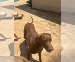 Small Great Dane