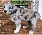 Small #7 Aussiedoodle