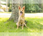 Small #1 German Shepherd Dog Mix