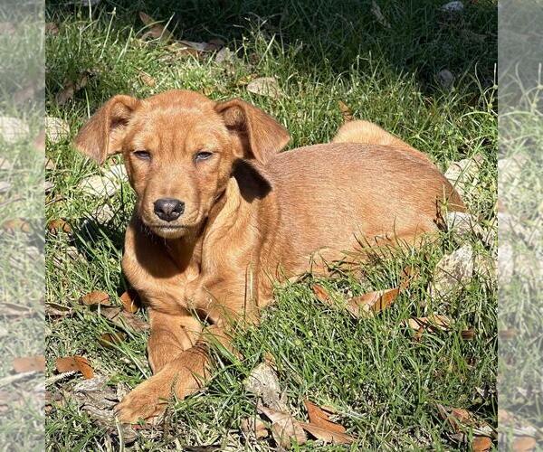 Medium Photo #2 Mutt Puppy For Sale in Yardley, PA, USA