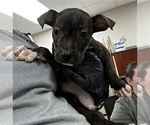 American Pit Bull Terrier-Unknown Mix Dogs for adoption in Pasadena, TX, USA