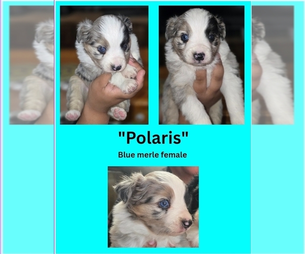 Medium Photo #4 Miniature Australian Shepherd Puppy For Sale in ADAIR VILLAGE, OR, USA
