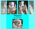 Small #3 Miniature Australian Shepherd