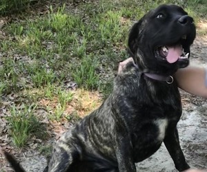 Mastiff Puppy for sale in BRANTLEY, AL, USA