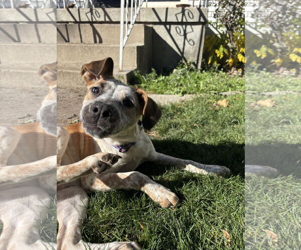 Medium Photo #4 Mutt Puppy For Sale in Sandy, UT, USA