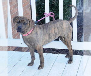 Fudge - Female Retriever -Unknown Mix Dog for Adoption - Photo #5