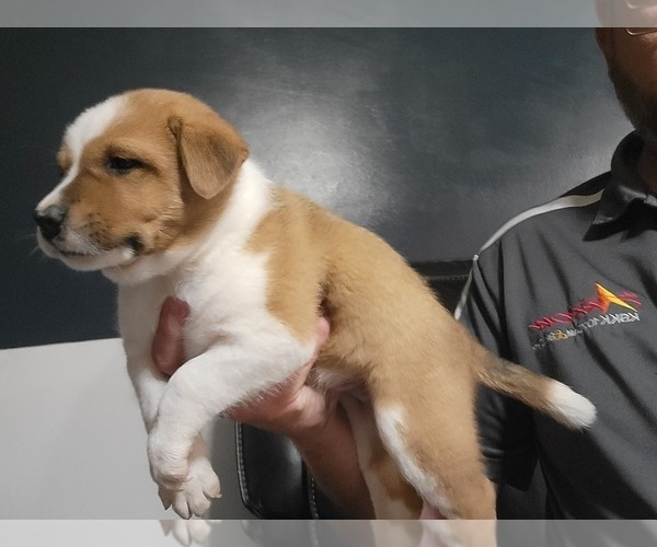 Medium Photo #4 Australian Cattle Dog Puppy For Sale in NEW YORK MILLS, MN, USA