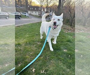 Huskies -white german shepherd Mix Dogs for adoption in Uwchlan, PA, USA