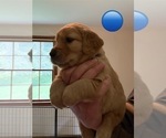 Small Photo #2 Golden Retriever Puppy For Sale in EAST HAMPTON, CT, USA