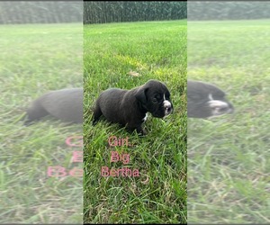 Boxer Puppy for sale in NEW LONDON, IA, USA