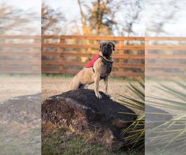Medium Photo #1 Bullmastiff Puppy For Sale in COMER, GA, USA