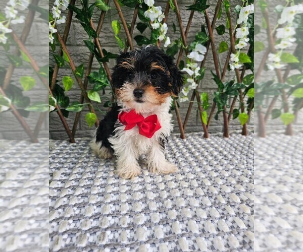 Medium Photo #4 Yorkshire Terrier Puppy For Sale in INDIANAPOLIS, IN, USA