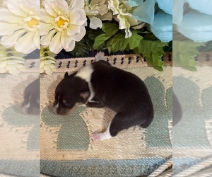 Rat Terrier Puppy for Sale in SAVOY, Texas USA