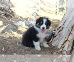 Puppy Jade Australian Shepherd
