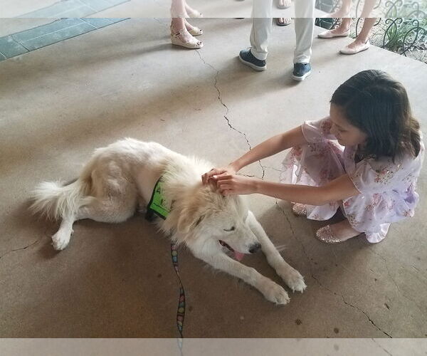 Medium Photo #13 Great Pyrenees-Unknown Mix Puppy For Sale in Houston, TX, USA