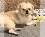 Small #2 Shih Tzu Mix
