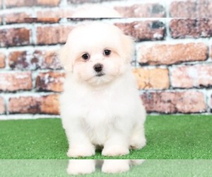 Zuchon Puppy for sale in BEL AIR, MD, USA