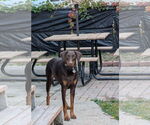 Small #3 Doberman Pinscher