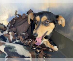 Mutt Dogs for adoption in Martinez, CA, USA