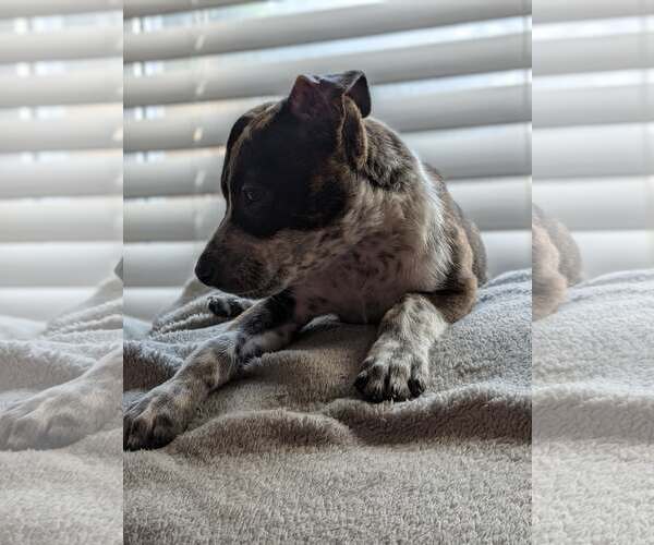Medium Photo #2 Mutt Puppy For Sale in Kannapolis, NC, USA